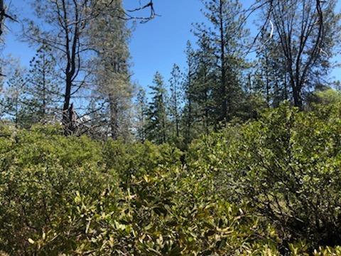 3240 Bentonite Ln, Placerville, CA 95667 photo 4