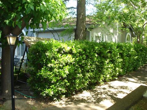 168 Inner Cir, Davis, CA 95618 photo 29