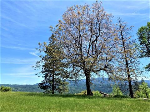 3869 Bald Mountain Rd, West Point, CA 95255 photo 9