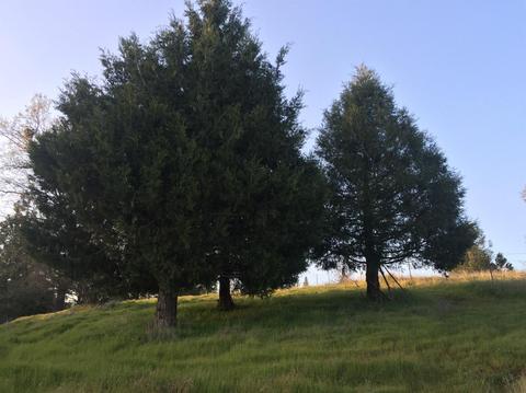 4821 Old Emigrant East Trl, Mountain Ranch, CA 95246 photo 14