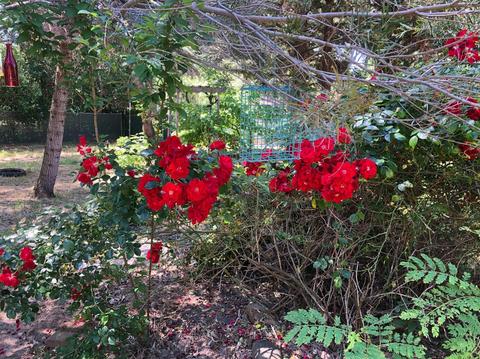 6696 Long Ave, Placerville, CA 95667 photo 39