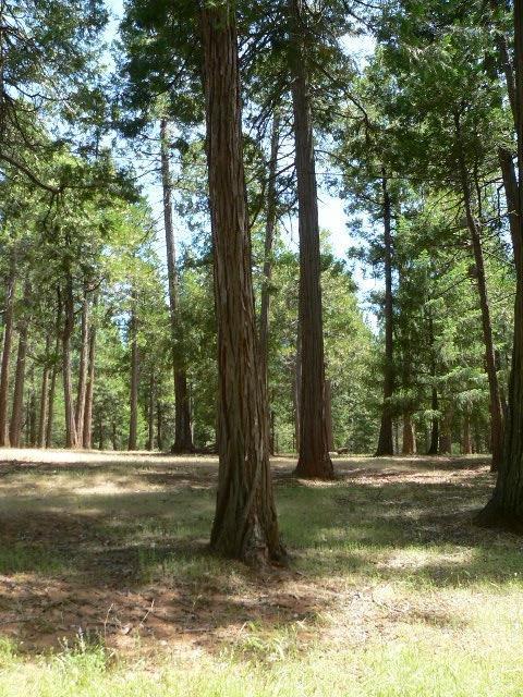 23140 Lark Ln, Volcano, CA 95689 photo 53