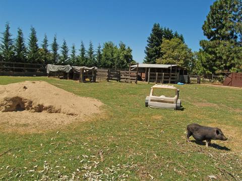 5436 Roeding Rd, Hughson, CA 95326 photo 39