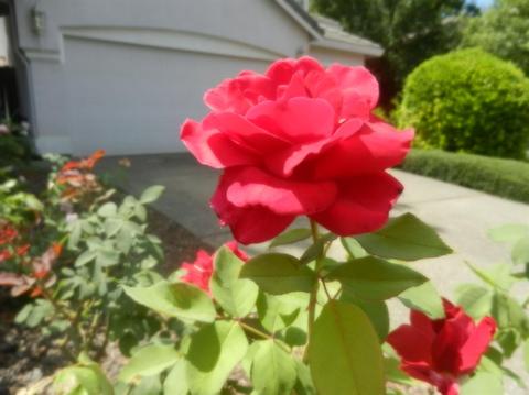 2130 Saratoga Pl, Davis, CA 95616 photo 46