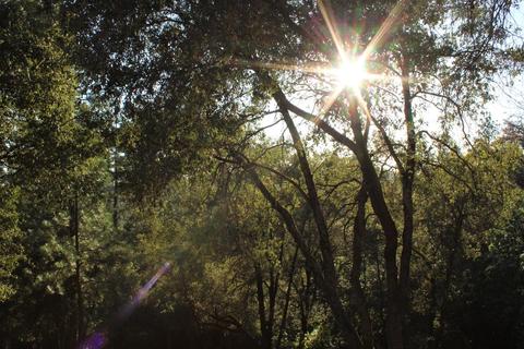 20401 Timber Rdg, Pine Grove, CA 95665 photo 28