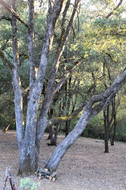 20401 Timber Rdg, Pine Grove, CA 95665 photo 33