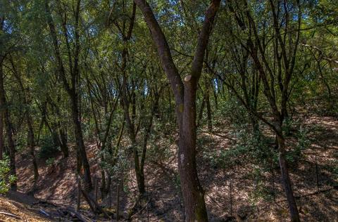 18388 Sugar Pine Dr, Pine Grove, CA 95665 photo 53