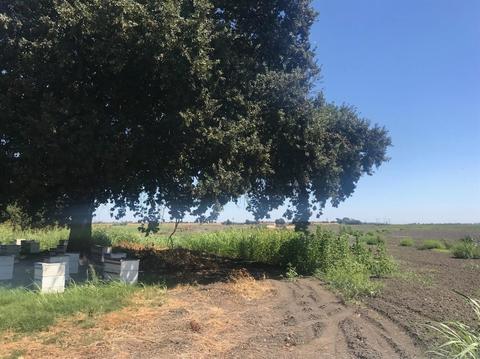 16699 Jackson Slough Rd, Isleton, CA 95641 photo 10