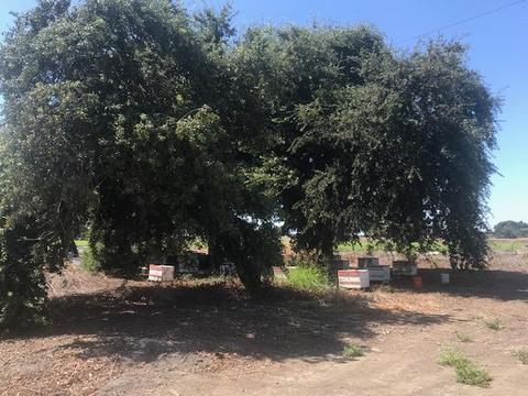 16699 Jackson Slough Rd, Isleton, CA 95641 photo 7