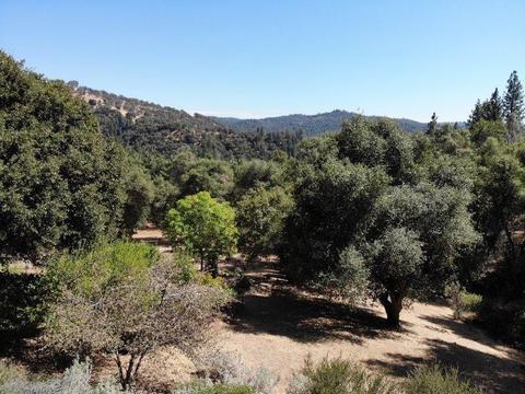 2061 Oak Leaf Ct, Placerville, CA 95667 photo 17