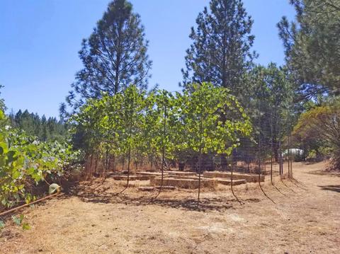 1640 Kearns Rd, Placerville, CA 95667 photo 23