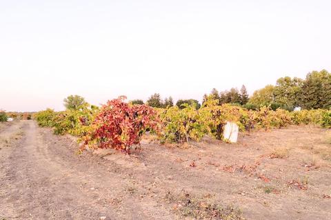4649 W Peltier Rd, Lodi, CA 95242 photo 29