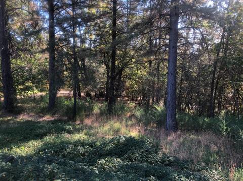 17495 Applegate Rd, Applegate, CA 95703 photo 15
