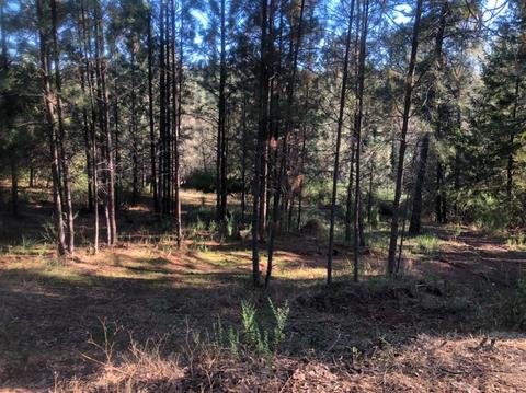 17495 Applegate Rd, Applegate, CA 95703 photo 16