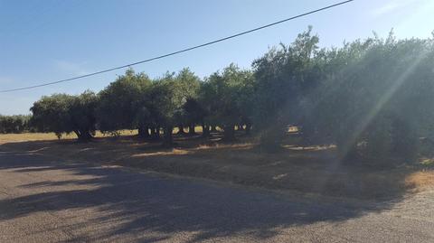 4859 Barham Ave, Corning, CA 96021 photo 5