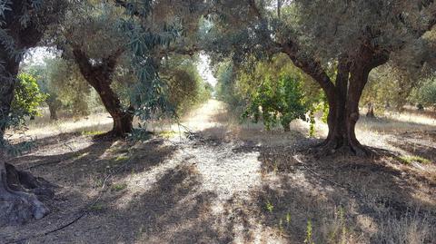 4859 Barham Ave, Corning, CA 96021 photo 49