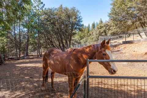 20001 Pine Dr, Volcano, CA 95689 photo 72