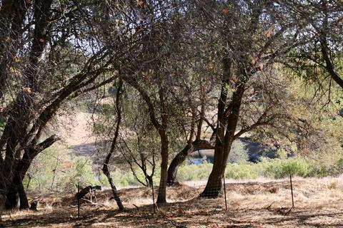 3201 Mortara Cir, Placerville, CA 95667 photo 50