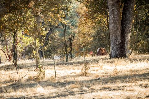 5919 Chile Camp Rd, Burson, CA 95225 photo 42