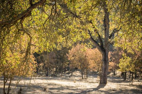 5919 Chile Camp Rd, Burson, CA 95225 photo 36