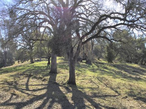 20 Rollingwood Dr #66, Jackson, CA 95642 photo 21