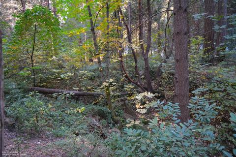 15539 Cascade Loop, Nevada City, CA 95959 photo 4