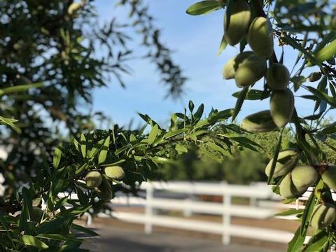 28939 Lemon Ave, Escalon, CA 95320 photo 7