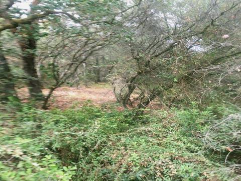 7655 La Porte Rd, Rackerby, CA 95972 photo 3