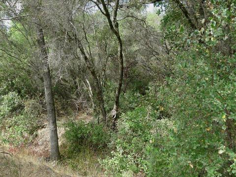 7655 La Porte Rd, Rackerby, CA 95972 photo 22