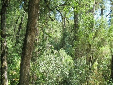 7655 La Porte Rd, Rackerby, CA 95972 photo 17