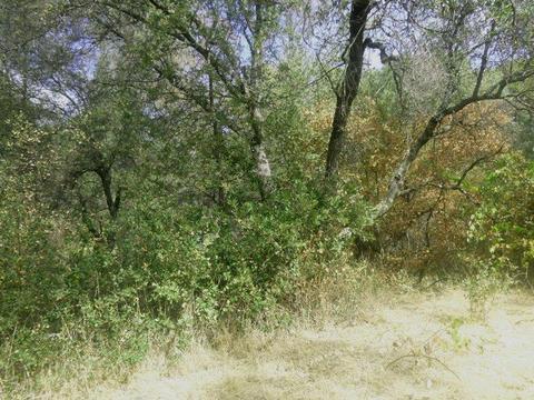 7655 La Porte Rd, Rackerby, CA 95972 photo 19