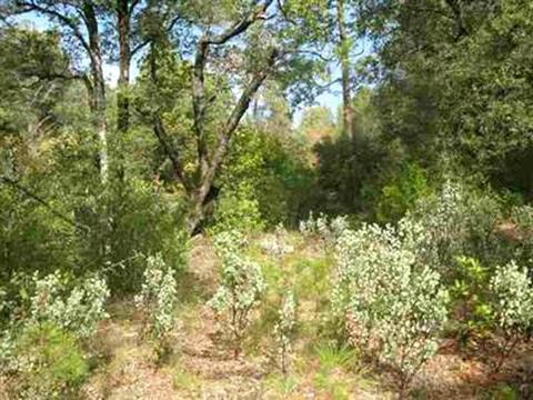7655 La Porte Rd, Rackerby, CA 95972 photo 16