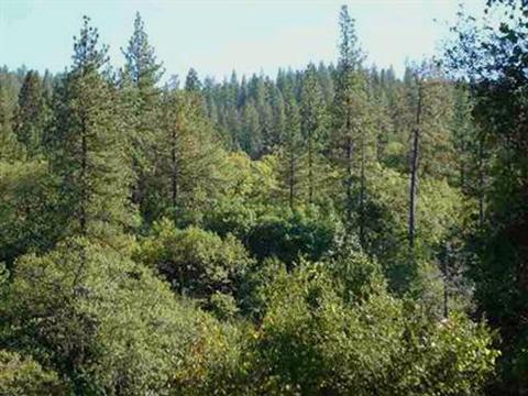 7655 La Porte Rd, Rackerby, CA 95972 photo 14