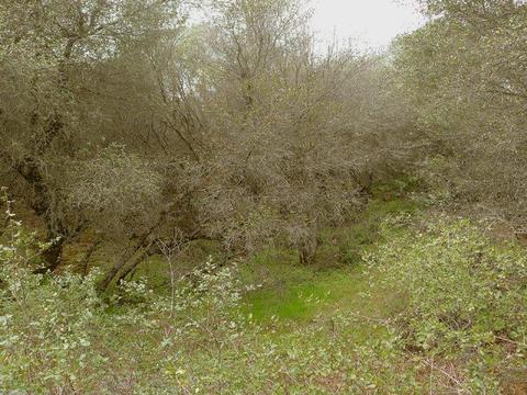 7655 La Porte Rd, Rackerby, CA 95972 photo 12