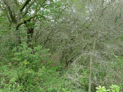 7655 La Porte Rd, Rackerby, CA 95972 photo 15