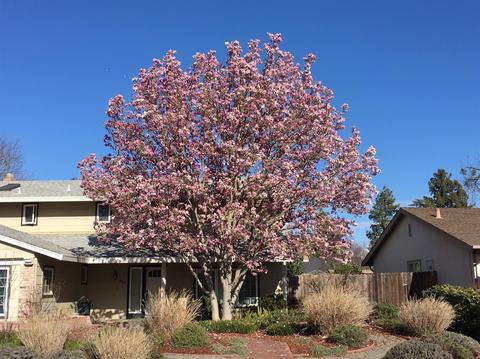 608 Hubble St, Davis, CA 95616 photo 37