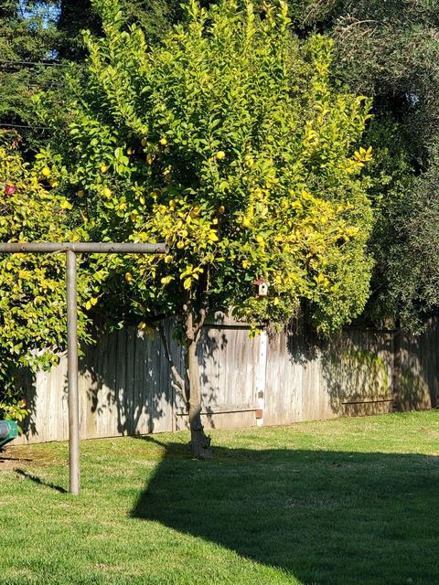 216 N Crescent Ave, Lodi, CA 95240 photo 31