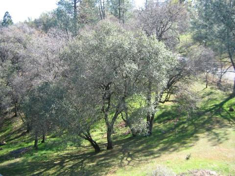 3060 Upper Black Rock Rd, Cool, CA 95614 photo 31