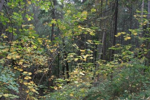 12242 E Brookview Dr, Grass Valley, CA 95945 photo 29