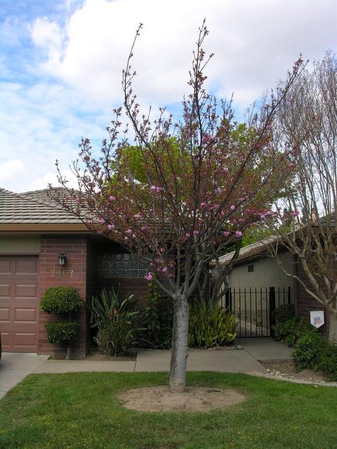 2467 Macarthur Pkwy, Lodi, CA 95242 photo 5