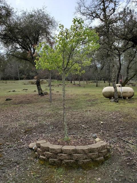1265 Monroe Ct, Placerville, CA 95667 photo 52
