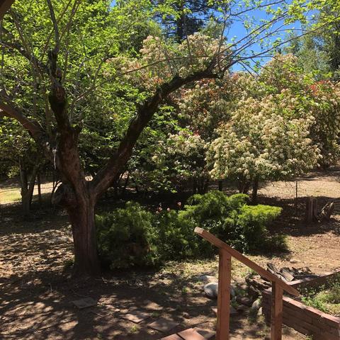 3448 Sand Ridge Rd, Placerville, CA 95667 photo 17