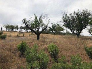9599 Wendell Rd, Mountain Ranch, CA 95246 photo 7
