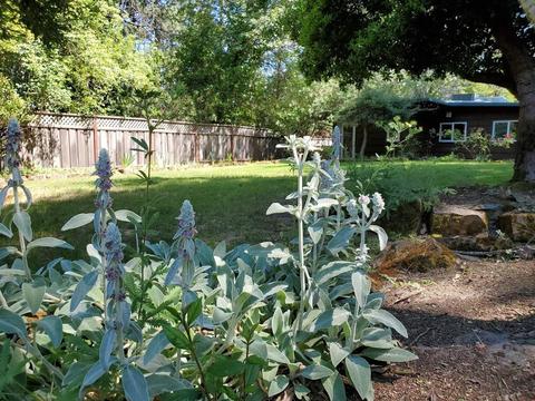 955 Bartlett Ave, Placerville, CA 95667 photo 29