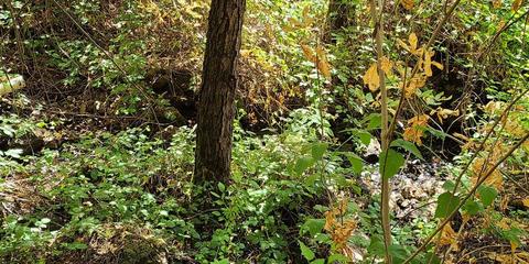 22309 Meyer Ravine Rd, Grass Valley, CA 95949 photo 10