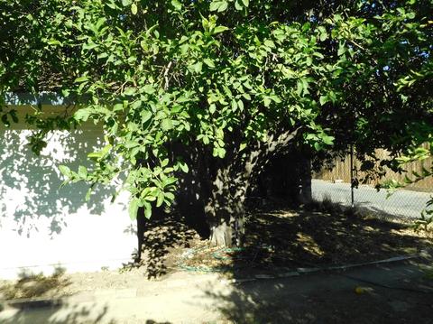 508 Harold St, Lodi, CA 95240 photo 13