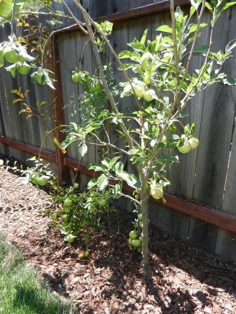 616 W Pine St, Lodi, CA 95240 photo 43