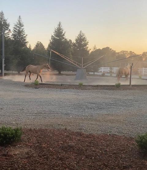 8450 Berry Rd, Wilton, CA 95693 photo 18