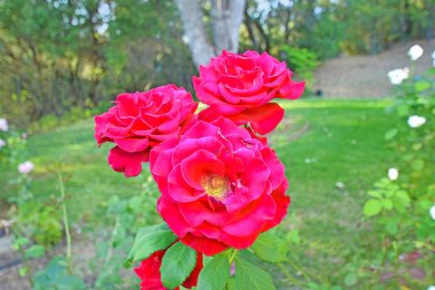 20331 Bertone Rd, Fiddletown, CA 95629 photo 66