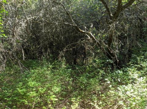 17966 Hale Rd, Volcano, CA 95689 photo 9